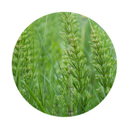 horsetail
